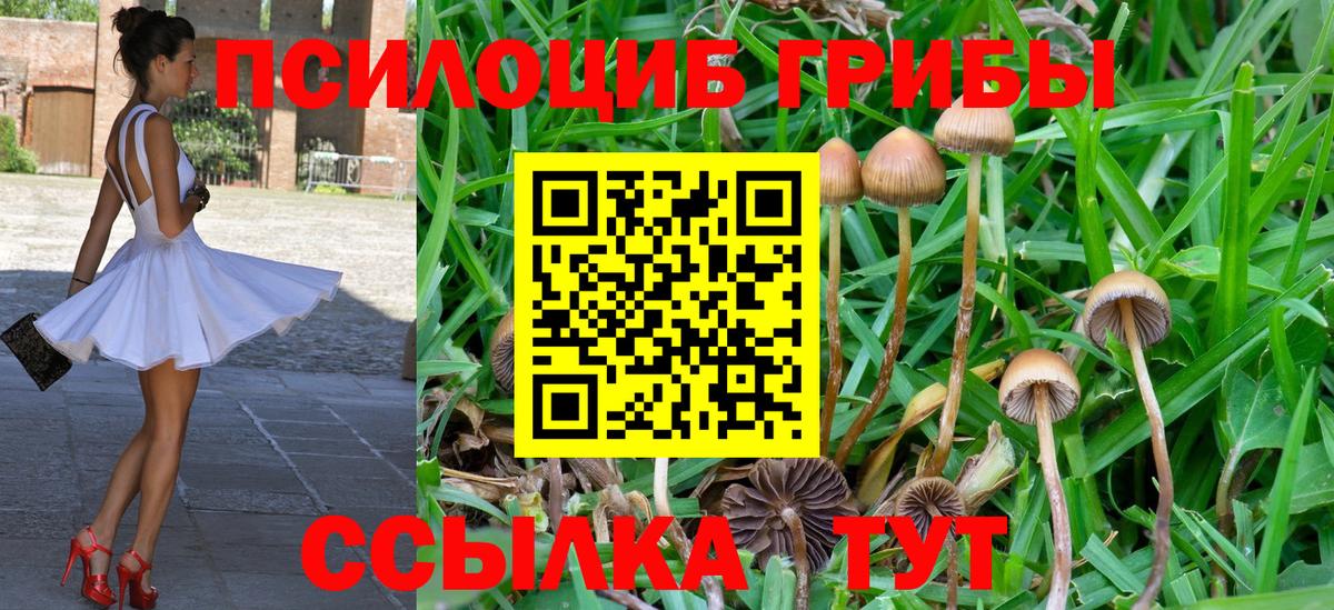 Псилоцибиновые грибы Psilocybine cubensis Ачинск